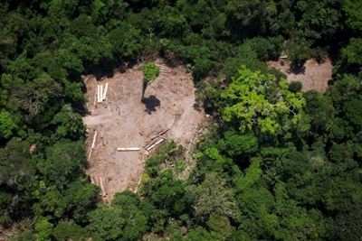 Brazilian Amazon deforestation surges, embattled institute says