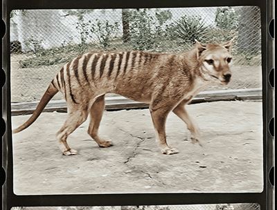 Extinct Tasmanian tiger brought to life in colour footage