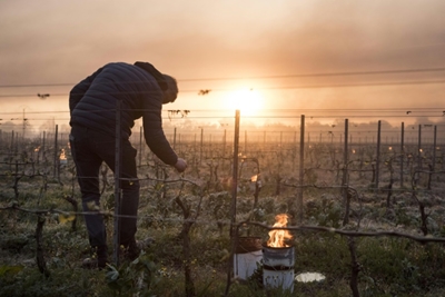 Climate change likely contributed to 'catastrophic' French frost: scientists 