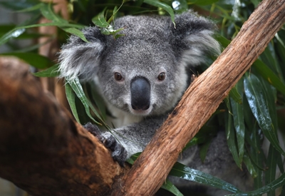 Aussie researchers to test koala 'facial recognition'