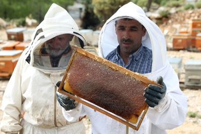 Turkish fires endanger world pine honey supplies
