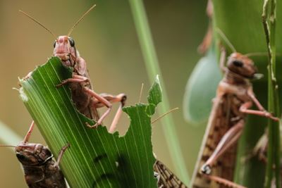 From locusts to fires, agriculture faces growing threats: UN