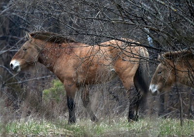 Wild horses flourish in Chernobyl 35 years after explosion