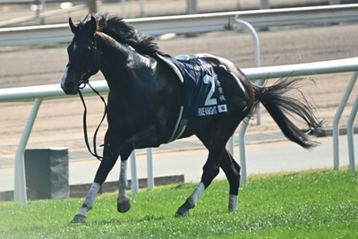 3 jockeys in hospital, 2 horses die in Hong Kong big race fall