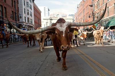 G20 carbon 'food-print' highest in meat-loving nations: report