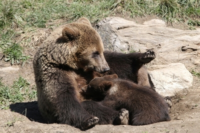 Third bear killed in Pyrenees this year