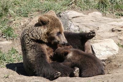 Third bear killed in Pyrenees this year