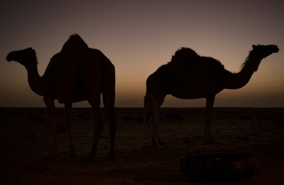 5,000 feral camels culled in drought-hit Australia