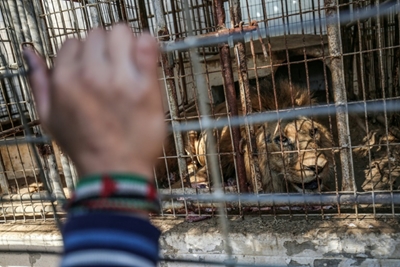 Lions, other animals to be saved from Gaza zoo: Welfare group