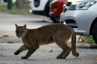 Ex-soldier who fled with puma turns himself over to police