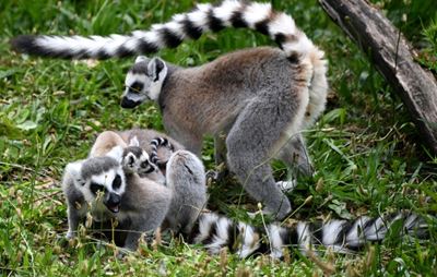 Madagascar's lemurs take a breather as tourism struggles 