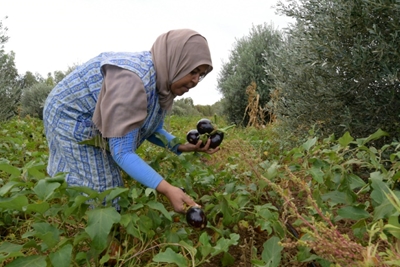 Organic farmers find fertile ground in North Africa