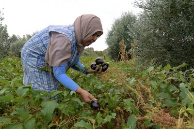 Organic farmers find fertile ground in North Africa