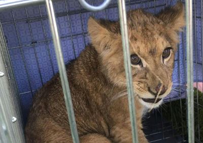 Lion cub found abandoned in Dutch field