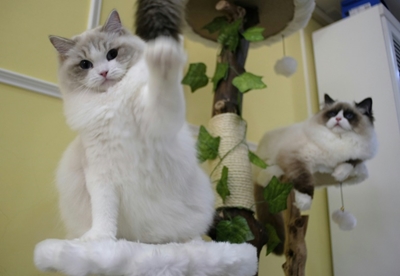 'Pregnant' cat burglar smuggled kittens through Taiwan airport
