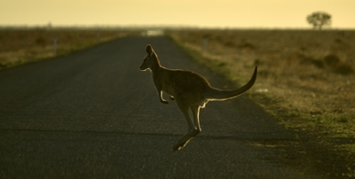 Australian teen 'deliberately' mowed down, killed 20 kangaroos