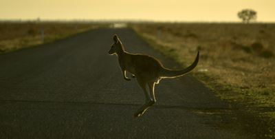 Australian teen 'deliberately' mowed down, killed 20 kangaroos