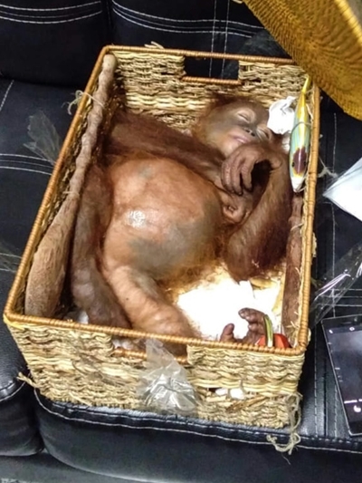 Indonesia busts Russian smuggling drugged orangutan