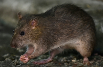 World's first human case of rat disease found in Hong Kong