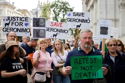 Owner loses last-ditch UK court bid to save condemned alpaca