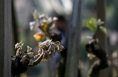French growers feel the pinch as cold snap wrecks crops