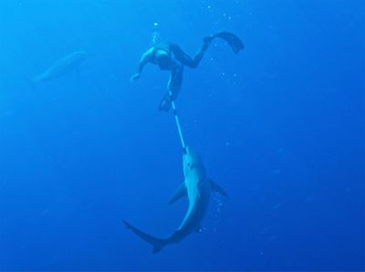 New Zealand's 'first bloke' fends off angry shark