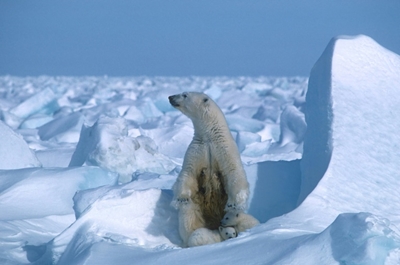 Arctic summer sea ice second lowest on record: US researchers