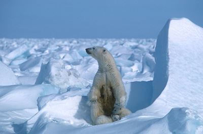Arctic summer sea ice second lowest on record: US researchers