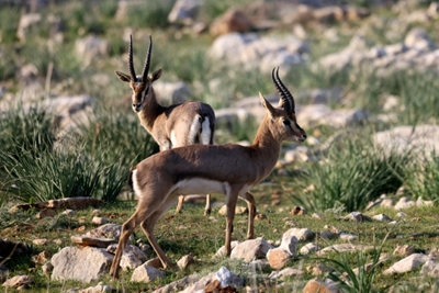 Human activity threatens species survival: study
