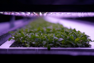 Giant vertical farm opens in Denmark
