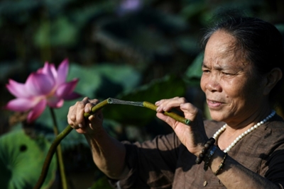 Fabric of success: how 'lotus silk' is weaving its way into Vietnam