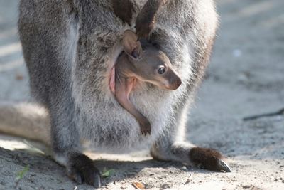 An extinct tree-climbing kangaroo in a 'treeless plain'