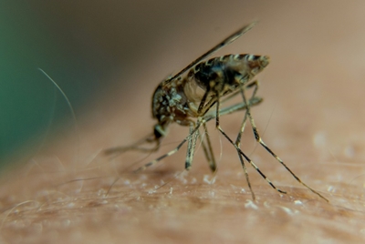 Global fight against malaria has stalled, WHO warns