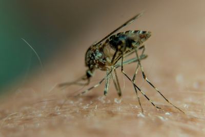 Global fight against malaria has stalled, WHO warns