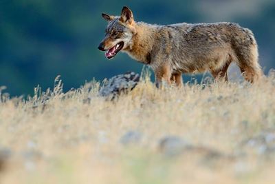 In virus lockdown, Europe's predators regain turf