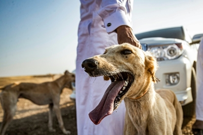 Syrian village trains racing dogs despite war and pandemic