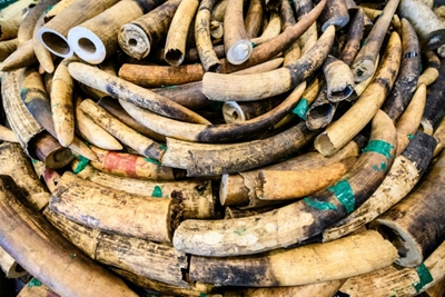 Hong Kong needs tougher laws to tackle wildlife crime say researchers