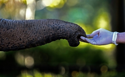 Suck it up: Study probes elephants' suction powers