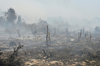 Indonesia hit with $5.2 billion in forest-fire losses: World Bank