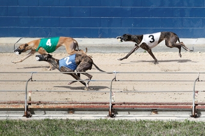 Greyhound racing in Florida may be on its last legs