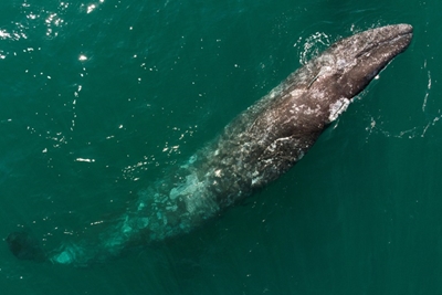 Lost in the Med: Pacific grey whale ventures far from home