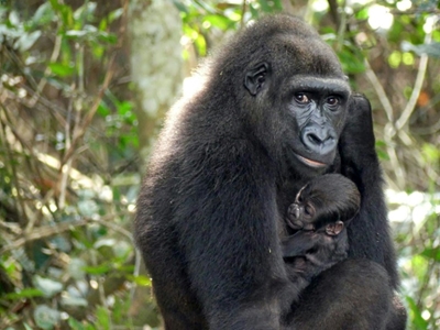 UNESCO awards Gabon's Ivindo park World Heritage status