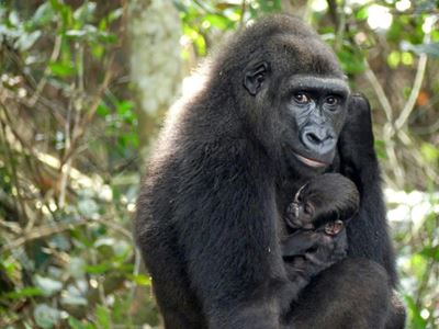 UNESCO awards Gabon's Ivindo park World Heritage status