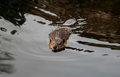 Brought in by humans, beavers threaten Patagonia forest