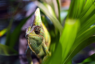 Reptiles vulnerable to unscrupulous pet trading: study