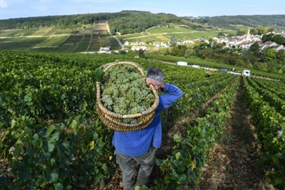 Wine regions face dramatic shrink with climate change: Study