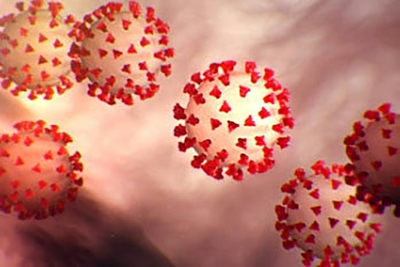 Humans to blame for spread of coronavirus and other 'zoonoses' 