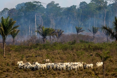 Report links world's top meat firm to deforestation