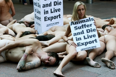 Australia resumes live sheep exports after ban lifted