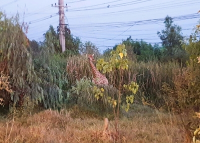 Long road to freedom: fugitive giraffe legs it in Thailand